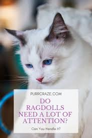 Do birman cats shed a lot? Do Ragdoll Cats Need A Lot Of Attention Purr Craze