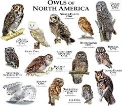 Fine Art Illustration Of Some Of The Species Of Owl Native