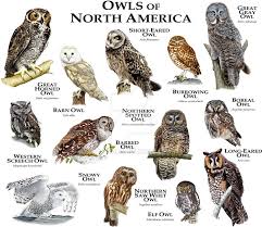 Fine Art Illustration Of Some Of The Species Of Owl Native