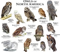 fine art illustration of some of the species of owl native