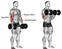 Ucretsiz Fitness Programlari Bilimsel Destekli Sporium Net 2020 Pazi Egzersiz Gym Antrenmanlari Fitness Programlari