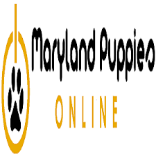 Affiliated with florida pet store and businesses in maryland and ohio. Maryland Puppies Online Pet Stores Bel Air Md