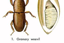 However, if you still find it hard to get rid of them or do not want to handle the situation yourself, you can always call a professional exterminator. How To Get Rid Of Grain Weevils In Your Wheat Flour Kitchn