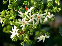 The Magic Of Harsingar Sheuli Night Jasmine Parijat Flower Gurgaonmoms