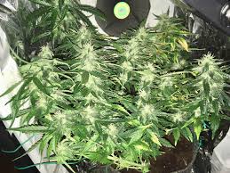 We did not find results for: Gelato 41 Day 60 50w Cob Led Autoflowers