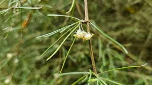 Image result for Lannea virgata