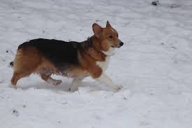 The pembroke corgi is a separate breed from the cardigan corgi, possessing a shorter body and straighter, lighter boned legs. Pembroke Welsh Corgi S Thorssen Quarter Horses Bagley Mn