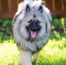 How to style short hair: 13 Big Fluffy Dog Breeds Pomeranian Keeshond And More