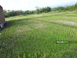 Siapa berminat tolong call 0122969086 atau email. Dijual Cepat Tanah Strategis Bagus Untuk Pertanian Maupun Dijadikan Perumahan Tanah Kavling Sengkaling Dau Malang Jawa Timur Tanah Dijual Oleh Gresia Dewi Rp 1 32 M 16146219
