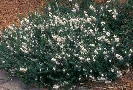 Winter Heath Erica Carnea Springwood White In White Flowers Showing Plant Habit Plants Evergreen Shrubs Planting Flowers