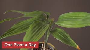 Image result for Dracaena aubryana
