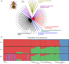 Image result for Bombus pascuorum pallidofacies