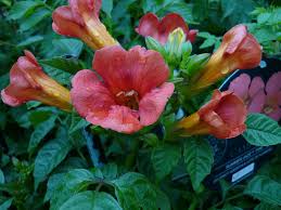 Summer garden flowers south africa. Flower Nature Funnel Flowering Red Orange Flowers Neck Yellow Orange Summer Garden Rank Plant Flowering Plant Pxfuel