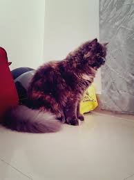 However, now he knows where the potty is. I Have 14 Months Old Female Persian Cat And When She Was 9 Months Old At That Time She Was On Heat Till Now She Havent Yet Came In Heat Petcoach