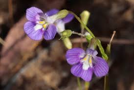 Image result for Vandellia subracemosa