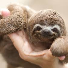 How a sloth gets a bath super cute. Keeping And Caring For Sloths As Pets