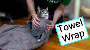 With medication in hand, keep this in mind: The Scratch Free Way To Give Your Cat Medicine Youtube