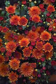 Pin On Flowers