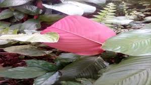 Image result for Eremospatha haullevilleana