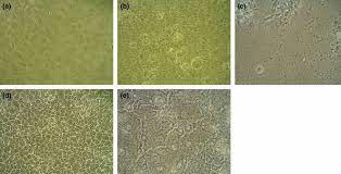 The origin and characteristics of vero cells. Cytopathic Effects Cpe On Vero Cell Was Inhibited By Pretreatment Download Scientific Diagram