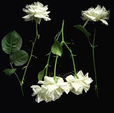 It means that when a man gives a woman a flower, this is a good sign that they love them. Counterparts Here S Some Fuckin Flowers Don T You Guys Like Flowers I Don T Know I Thought You Liked Flowers Facebook