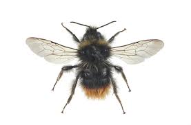 Image result for Bombus wurflenii