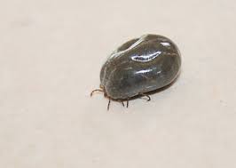 How long does it take for a tick to become fully engorged? The Invasive Longhorned Tick And Its Potential Health Effects Owlcation