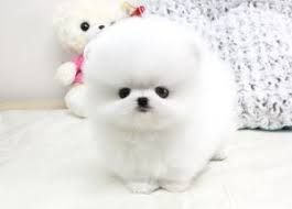 Pin On Just To Cute