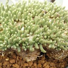 Image result for Corallocarpus welwitschii