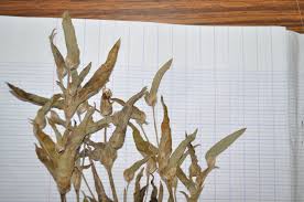 Image result for Cyanotis lanata