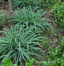 Image result for Carex lycurus