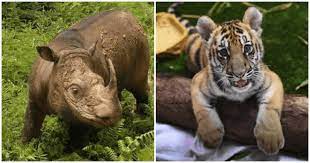 Report animal crime volunteer journey join us in an animal welfare tour be our volunteer for the next … home read more » These 7 Animal Species Are Going Extinct In Malaysia And Here S How It Will Affect Us World Of Buzz