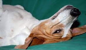 The most common cause of dog constipation is swallowing objects that are not easily digested, if at all, such as a piece of dry bone. Simple Canine Constipation Remedies Beingstray Com