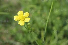 Image result for Ranunculus acris