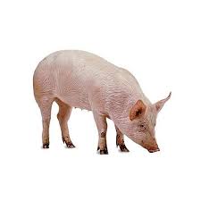 Owning a pig as a pet is not for everyone. Farm Pig Wholesale Price Mandi Rate For Domesticated White Pig In India