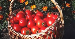 8 best fertilizer for tomatoes reviews