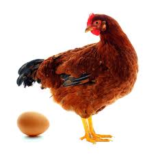 Menurut kamus besar bahasa indonesia (kbbi), ovipar berarti reproduksi yang mengakibatkan telur yang dikeluarkan berkembang dan menetas di luar badan induknya. 49 Hewan Ovipar Info Terkini