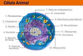 The animal cell in image 1 is in. The Animal Cell Steemit