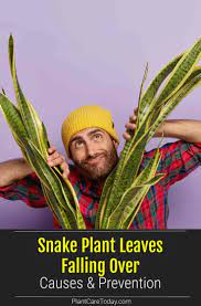 Snake Plant Leaves Falling Over Causes Prevention Snake Plant Plant Leaves Snake Plant Care