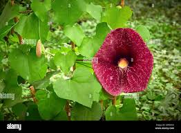 Image result for Aristolochia littoralis