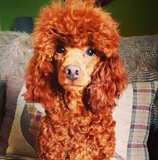 Our Dogs - Glendream Cockapoos