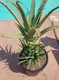 Image result for Aloe arborescens × musapana