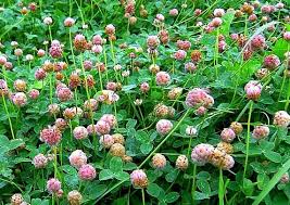 Image result for Trifolium squarrosum