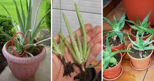 Se scegliete di piantare l'aloe vera in un vaso, sceglietene uno di. Come Coltivare L Aloe Vera A Casa E Averne Una Scorta Infinita Rimedio Naturale