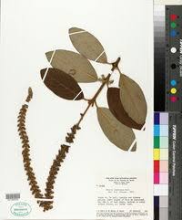 Image result for Bivinia jalbertii