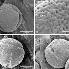 Image result for Crotonogynopsis australis