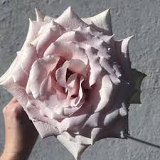 Sydney Wedding Florist Sierra Blooms Instagram Photos And Videos Quicksand Rose Blush Rose Sydney Sydney Wedding Wedding Florist Blush Wedding Flowers