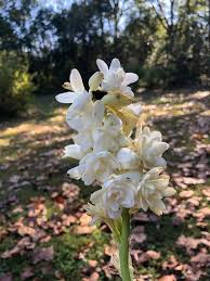 Image result for Polianthes tuberosa