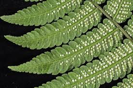 Image result for Christella friesii