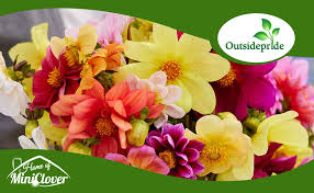 Image result for Dahlia x pinnata `Pompon Lilliput`